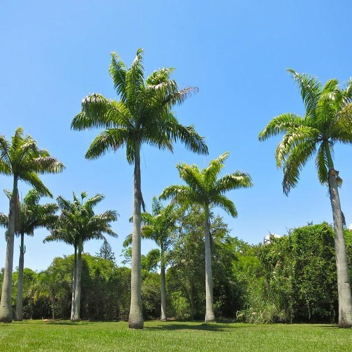 o cedro do Líbano da USP
