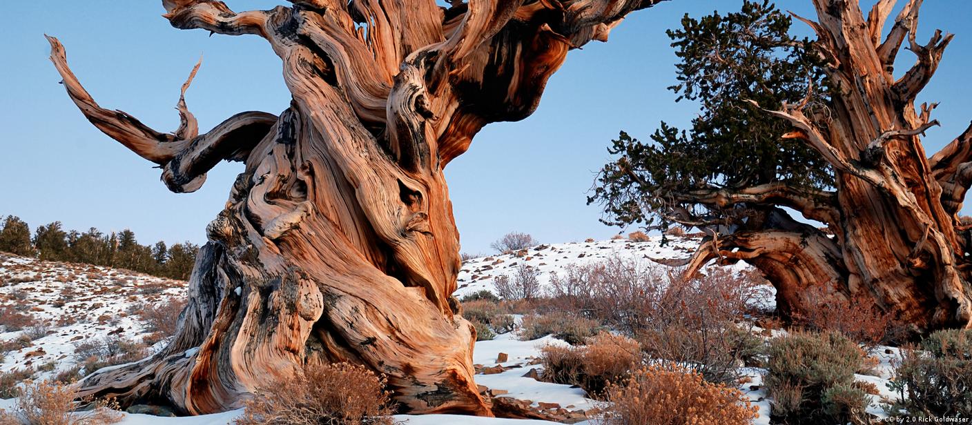 A Ciência por Trás da Longevidade das Árvores Mais Antigas do Planeta