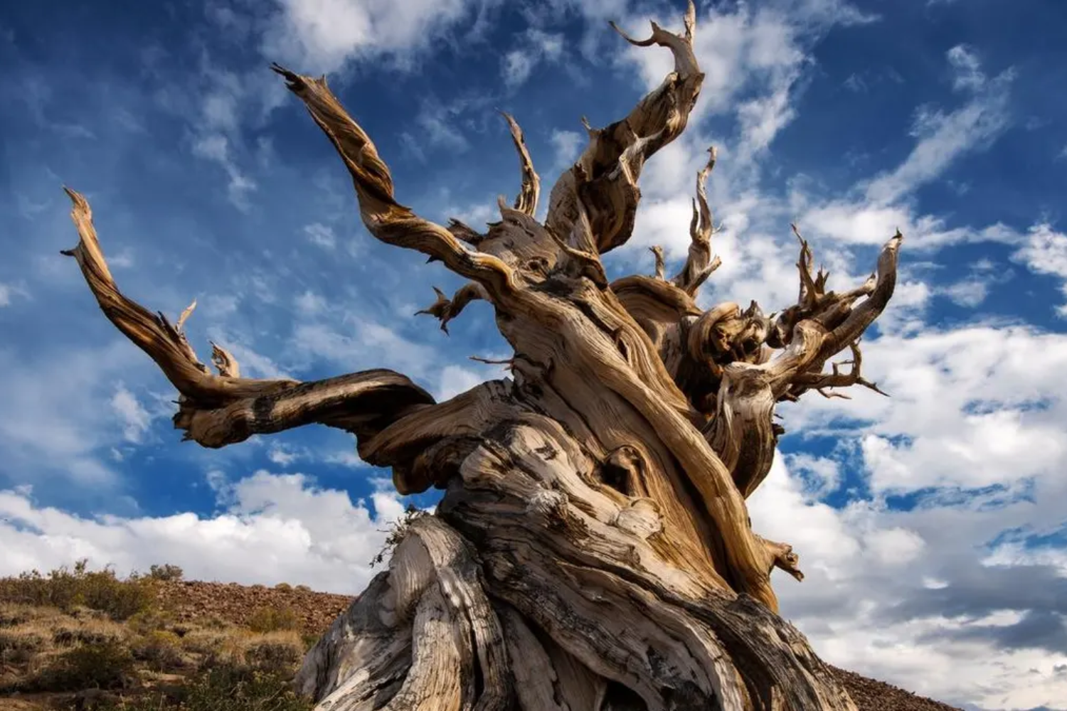 A Ciência por Trás da Longevidade das Árvores Mais Antigas do Planeta