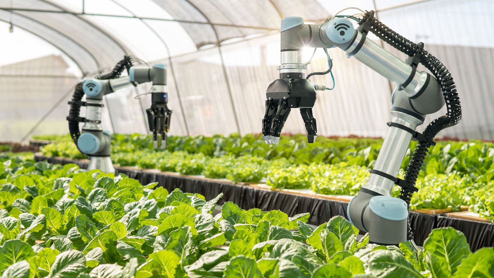 Desvendando a Economia Circular no Setor de Alimentos