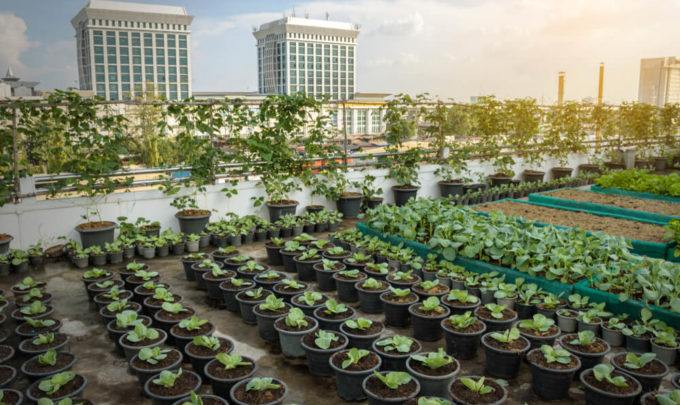 Guia Completo de Alimentos Plant-Based para 2025