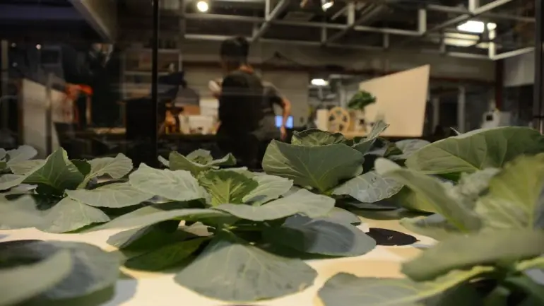 Desvendando a Economia Circular no Setor de Alimentos