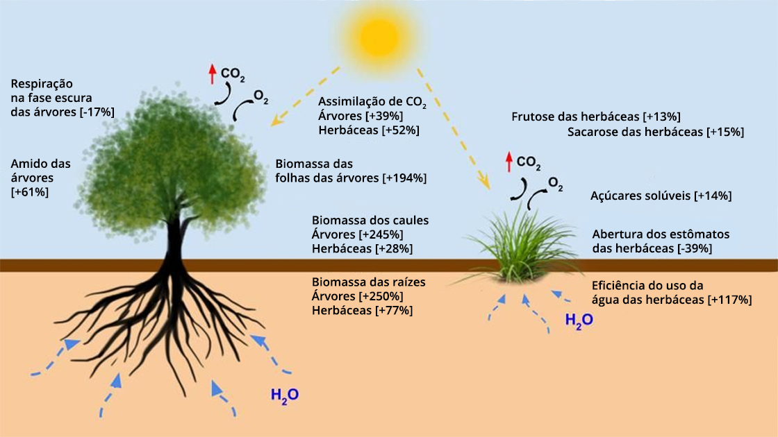 Como as mudanças climáticas afetam a vida útil das árvores