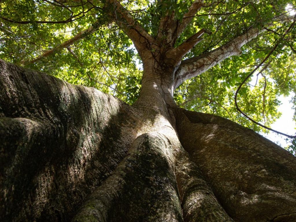 A vulnerabilidade das árvores amazônicas a eventos climáticos extremos