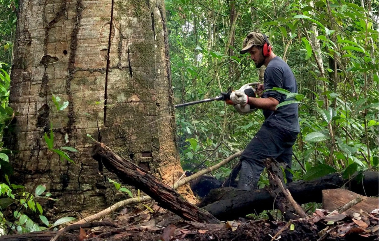 Espécies de árvores resistentes às mudanças climáticas na Mata Atlântica