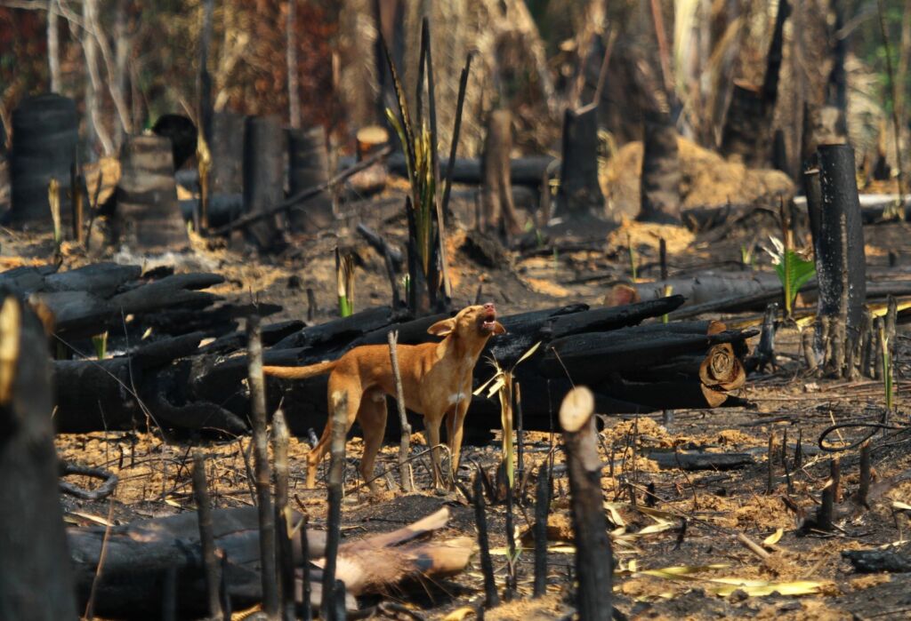 O papel das árvores gigantes na estabilização do clima