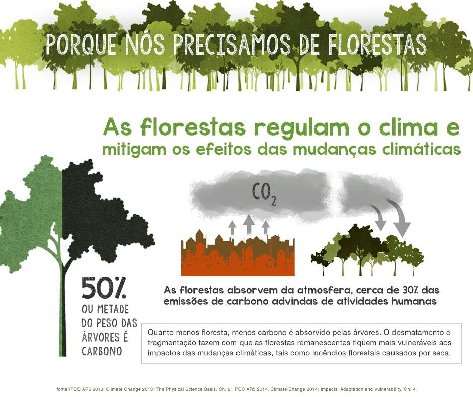Espécies de árvores resistentes às mudanças climáticas na Mata Atlântica
