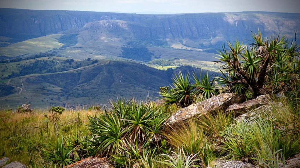 Jatobá: A Árvore Sagrada da Serra da Canastra e Seus Benefícios