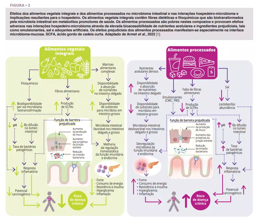 O Papel do Álcool na Disbiose Intestinal
