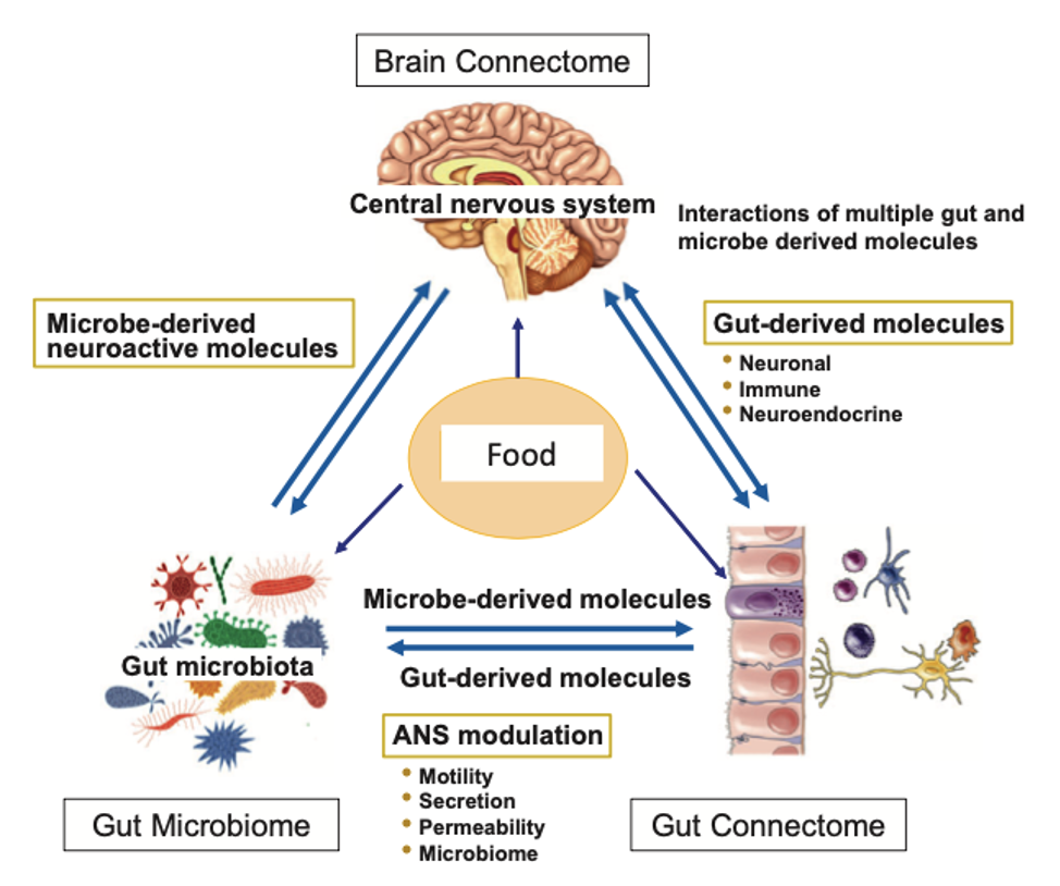 o microbioma intestinal e a alimentação