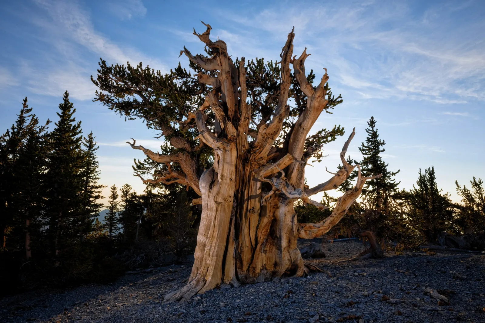 erros ao preservar árvores centenárias no Brasil