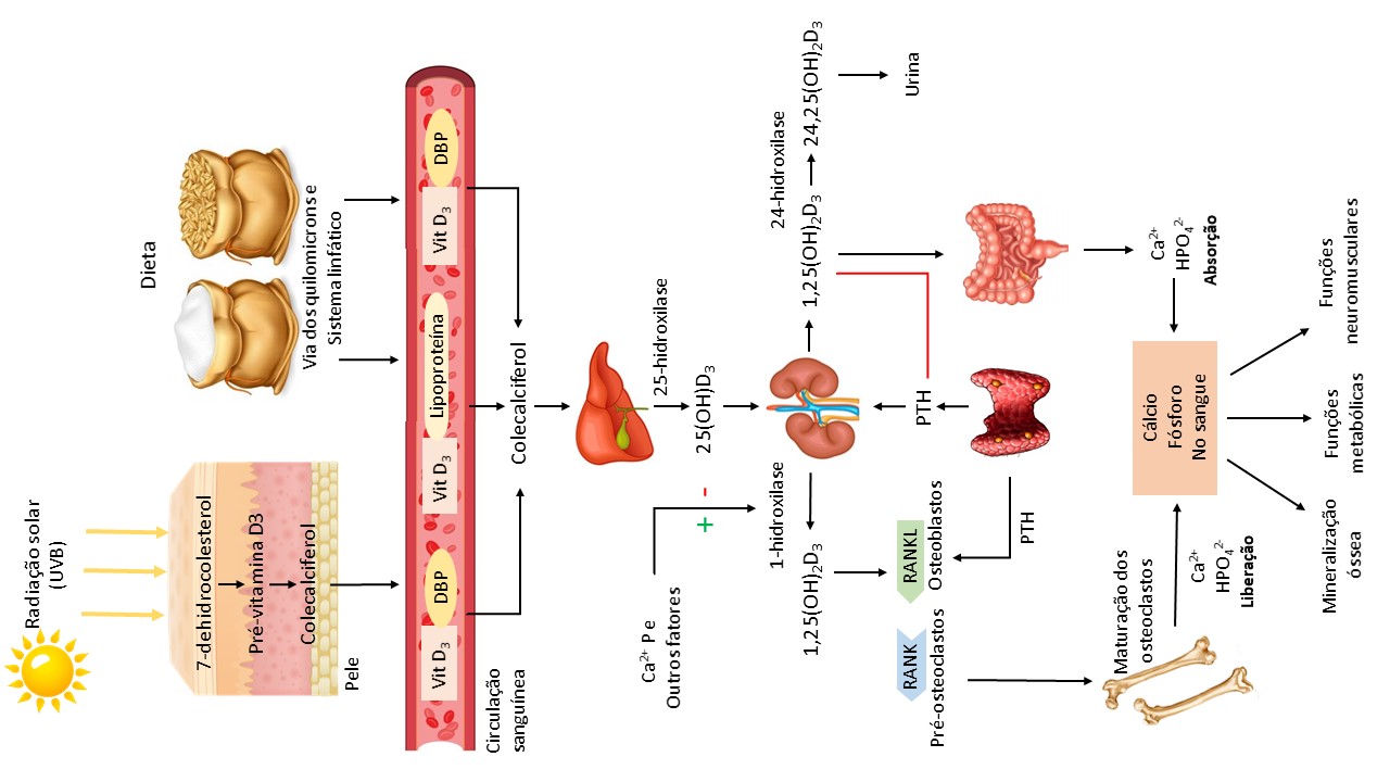 por que a vitamina d não é absorvida