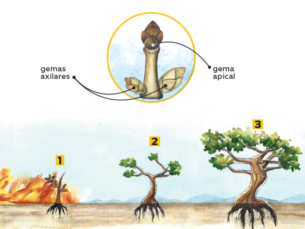 o que é serosidade em arvores