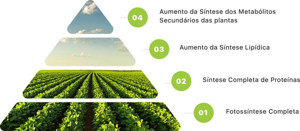 Como a cerosidade afeta a absorção de nutrientes em plantas