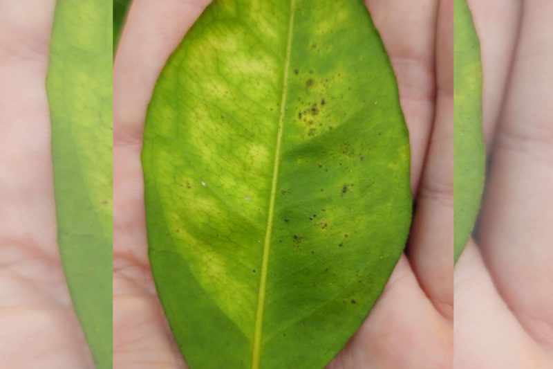 Cerosidade e sua relação com doenças fúngicas em hortaliças