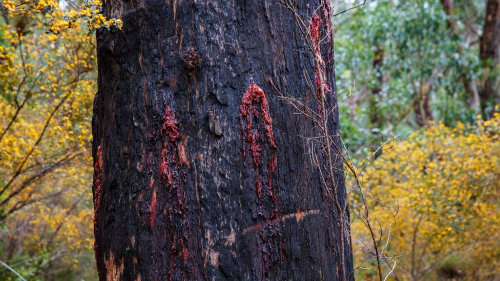 Plantas com alta cerosidade: exemplos e características
