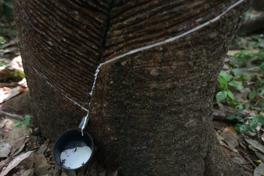 o que é serosidade em arvores