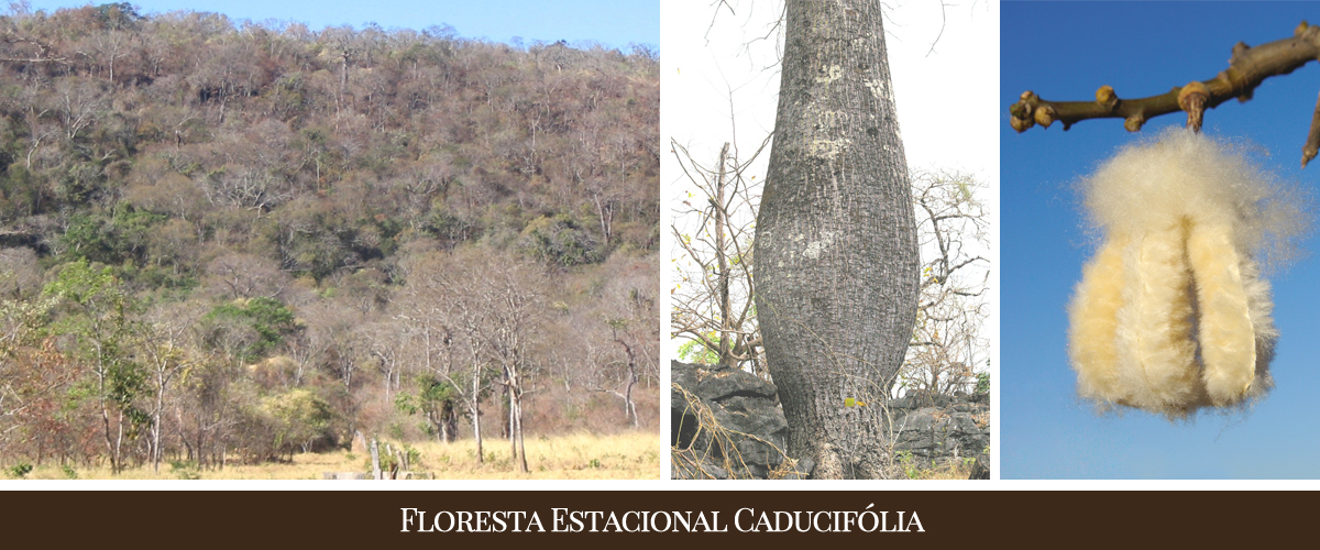 Como a cerosidade afeta a absorção de nutrientes em plantas