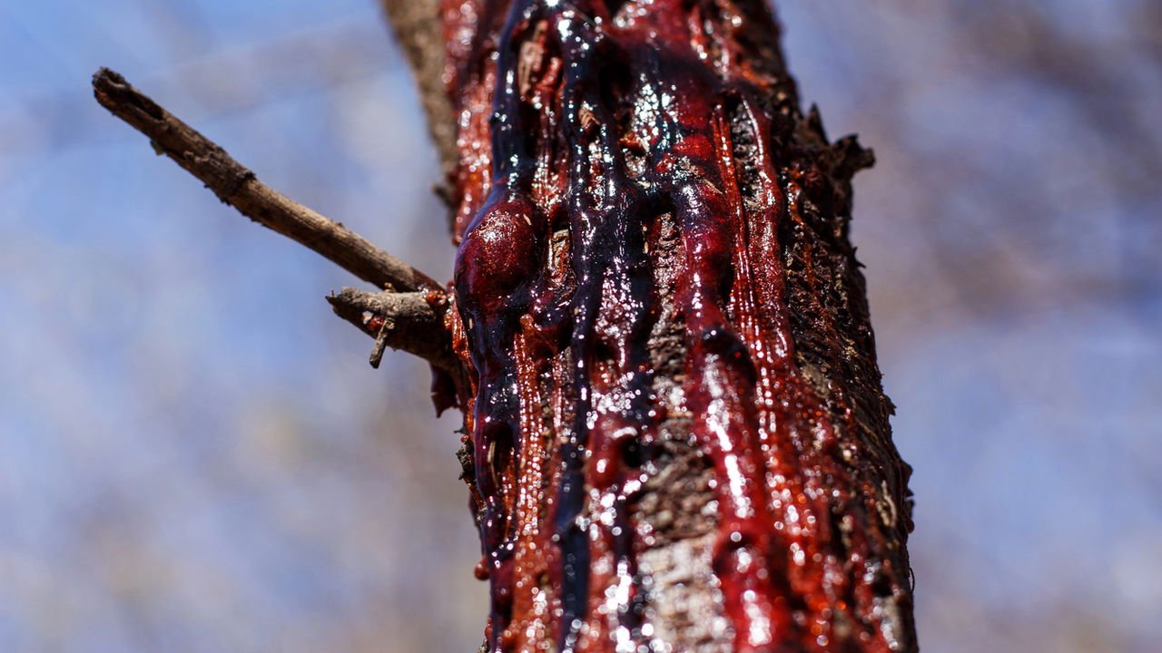 Técnicas para remover ou reduzir a cerosidade foliar