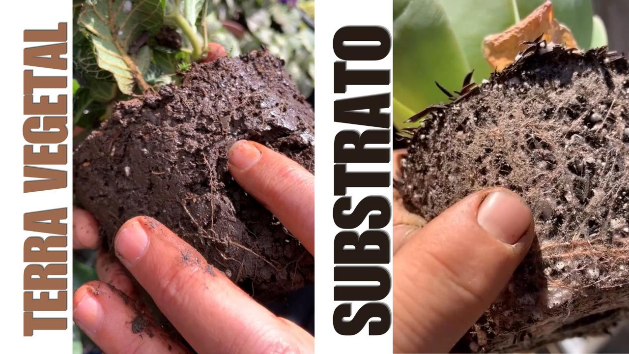 o que é substrato para plantas