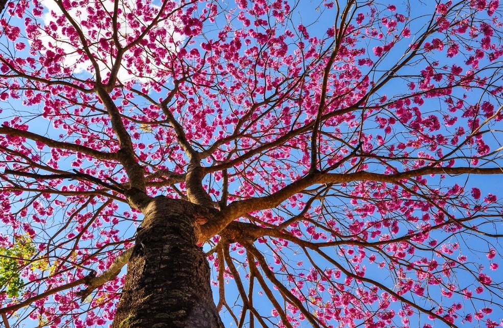 Guia Completo de Cuidados com Plantas de Sombra