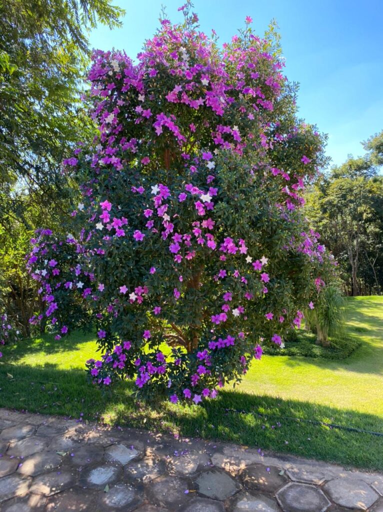 Plantas Tropicais Ideais para Sombra e Umidade
