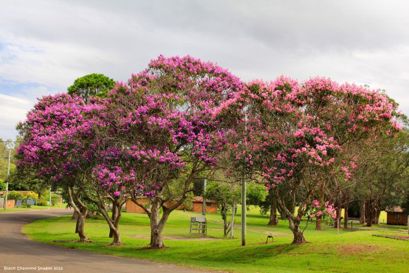 Guia Completo de Cuidados com Plantas de Sombra