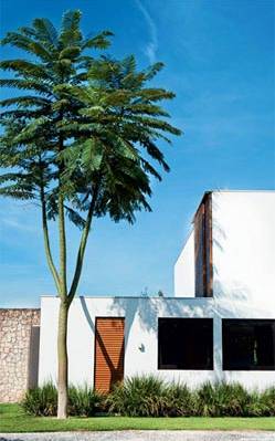 Flores Vibrantes para Jardins com Pouca Luz