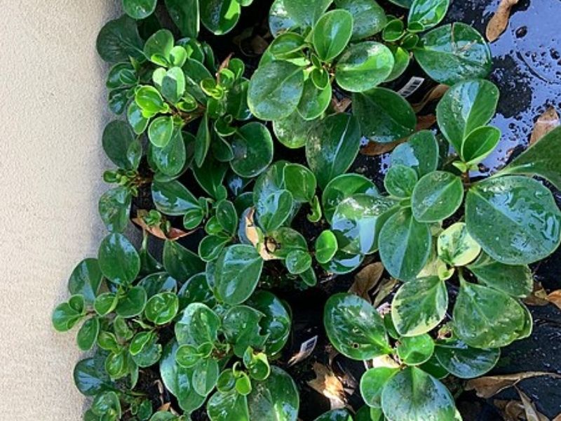 Flores Vibrantes para Jardins com Pouca Luz