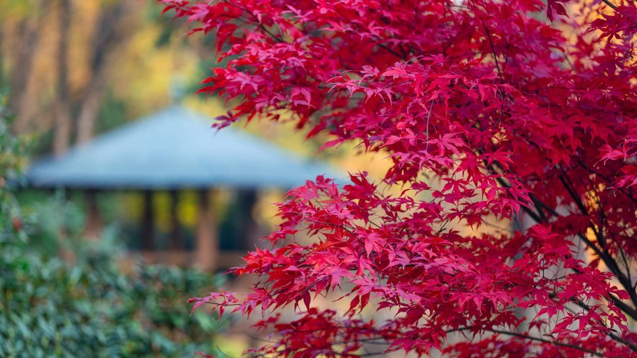 Dicas Essenciais para o Cultivo de Plantas em Áreas Sombrias