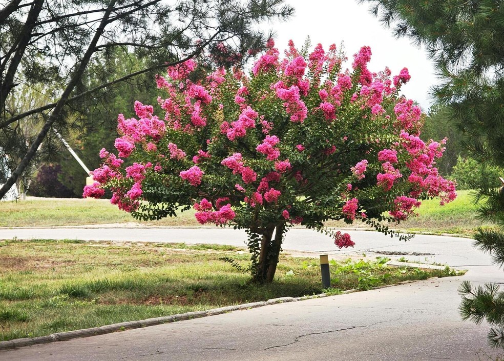 Como Escolher a Melhor Forração para Sombra de Árvores