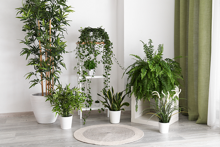 Plantas Tropicais Ideais para Sombra e Umidade