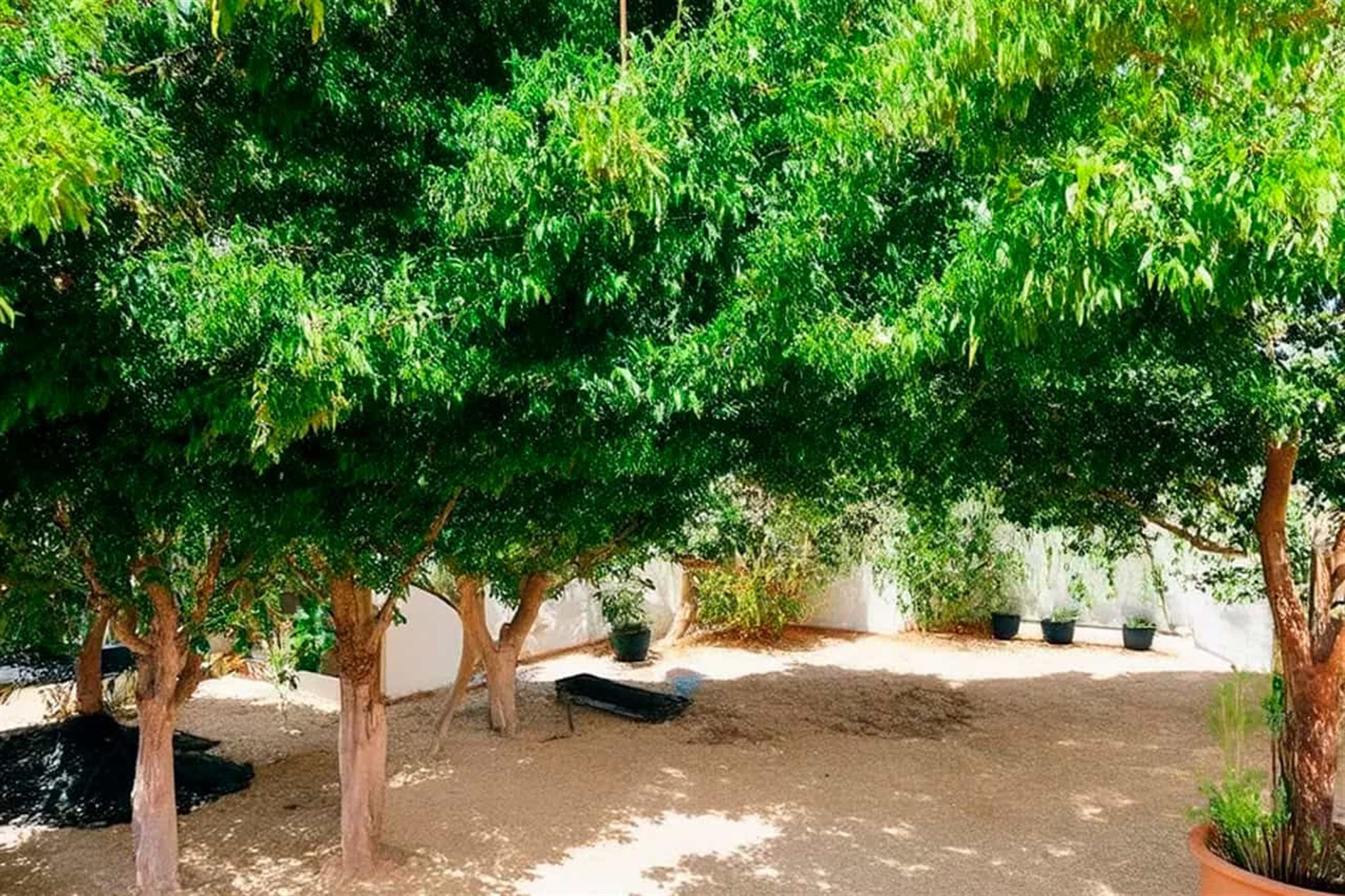 o que plantar na sombra de uma árvore