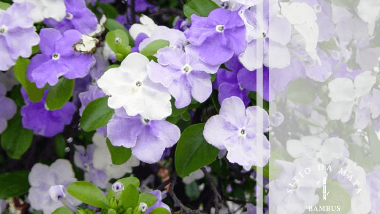 Flores Vibrantes para Jardins com Pouca Luz