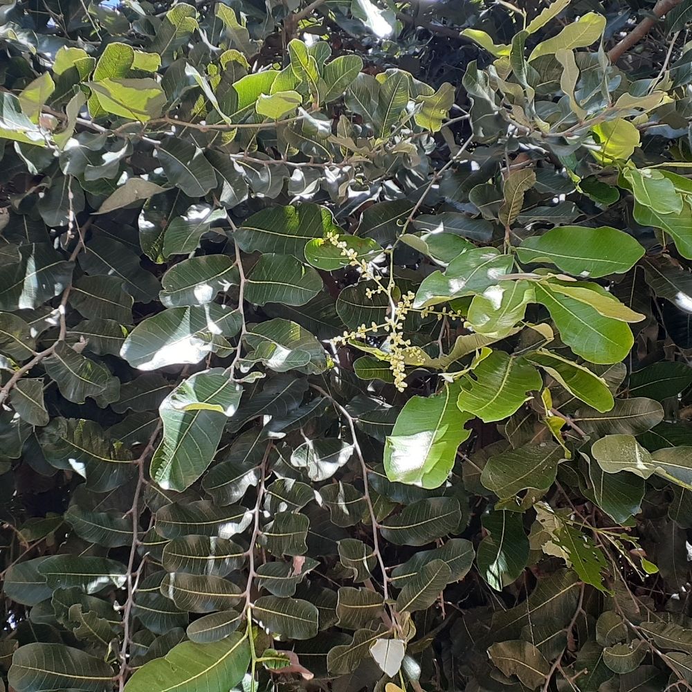 oiticica planta