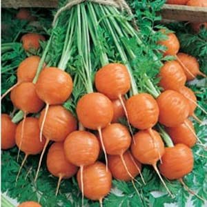 Guia Completo de PANCs: Como Cultivar e Utilizar