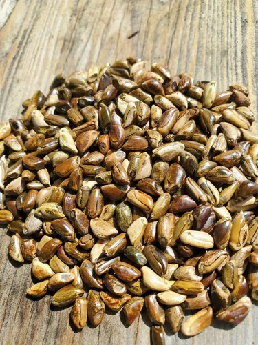 Cultivo Orgânico em Casa: Dicas Essenciais para Iniciantes