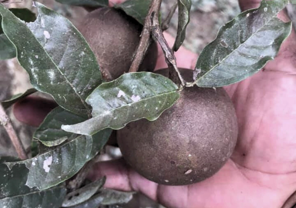 onde comprar sementes orgânicas e raras