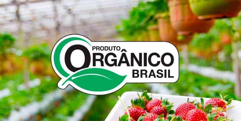 Guia Completo de PANCs: Como Cultivar e Utilizar