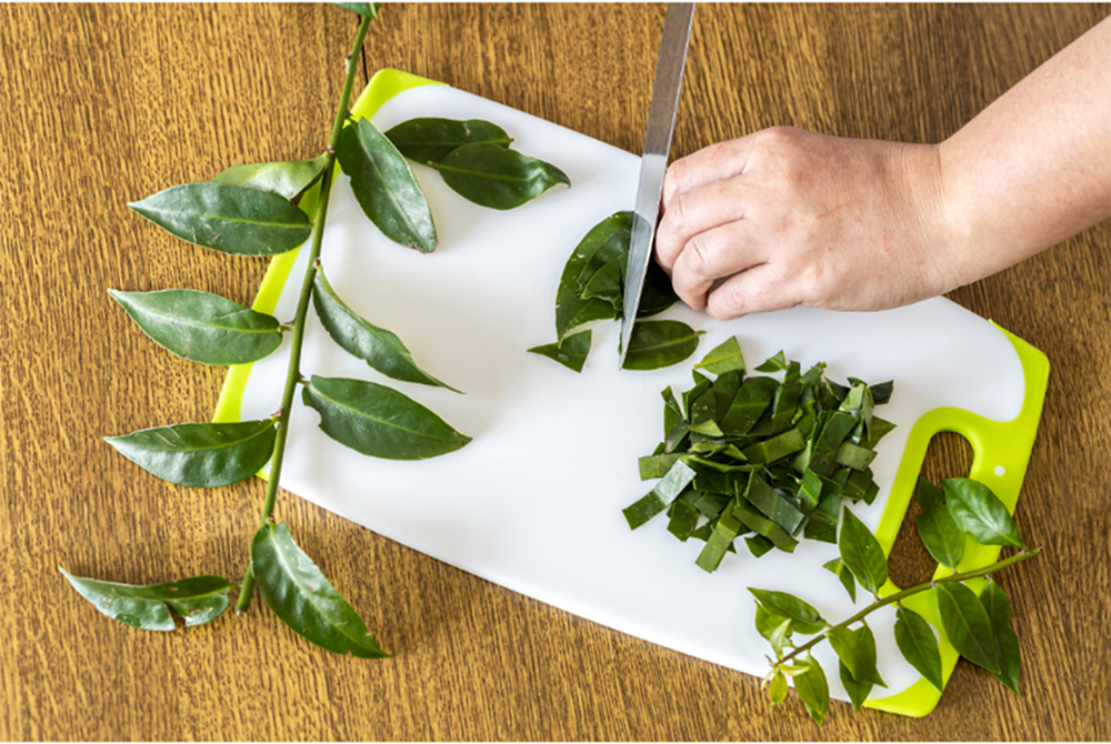 Receitas com ora-pro-nóbis