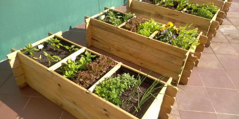 Hidroponia vs. Horta tradicional: qual a melhor para você?