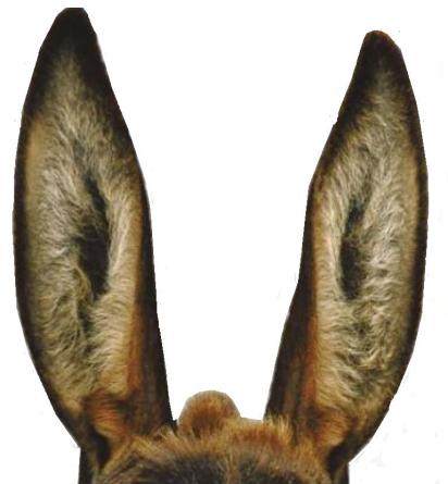 orelha de burro planta