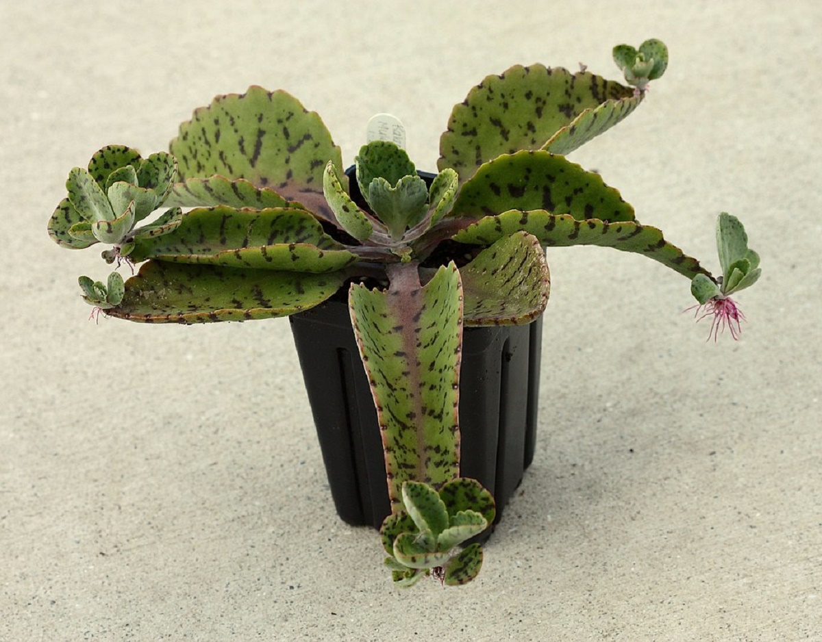como propagar kalanchoe gastonis-bonnieri