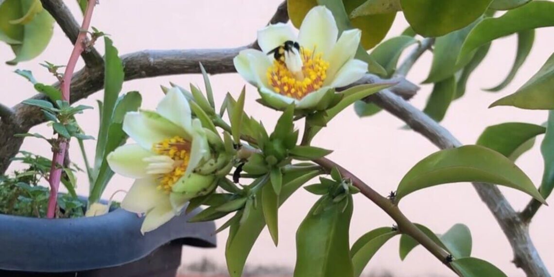 Como cultivar ora-pro-nóbis