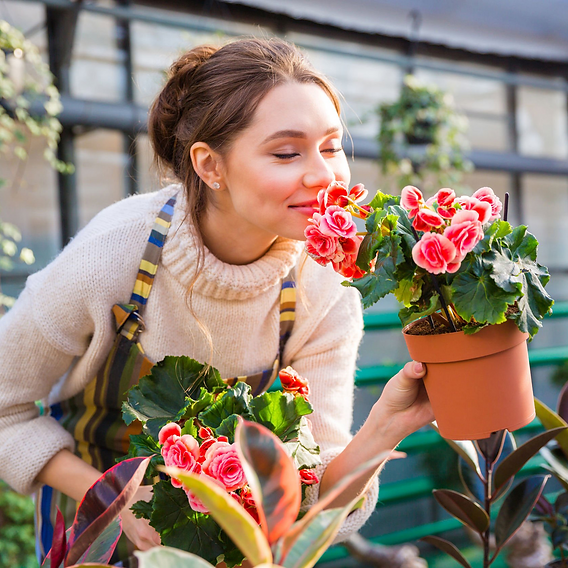 5 Plantas Calmantes para Ter em Casa