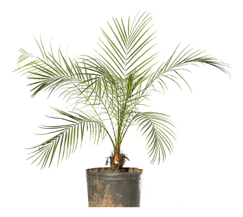 Palmeira anã para jardim