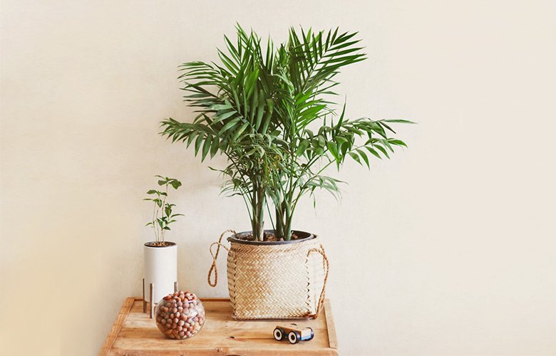 Palmeira Areca cultivo