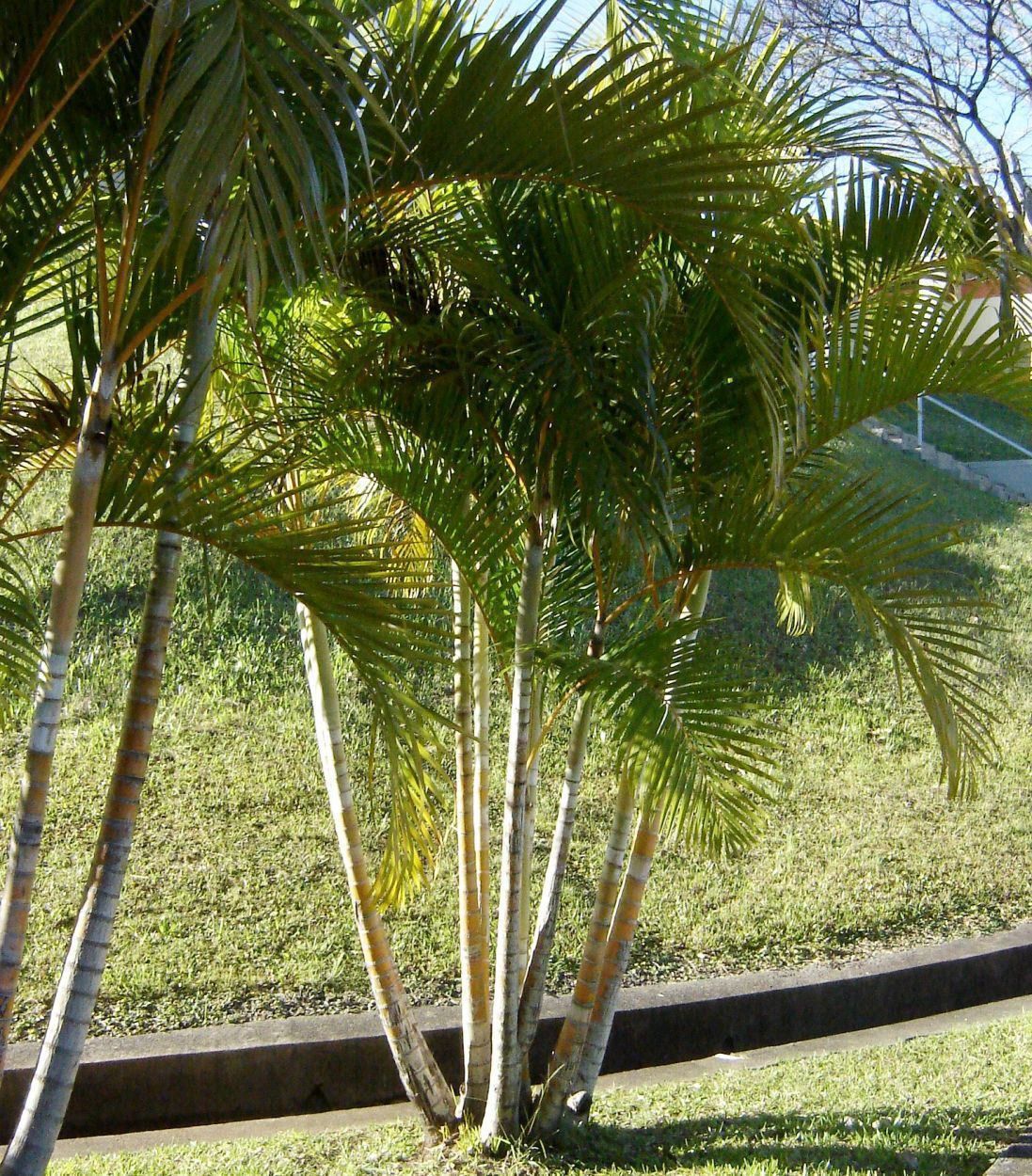 Dypsis lutescens purifica o ar