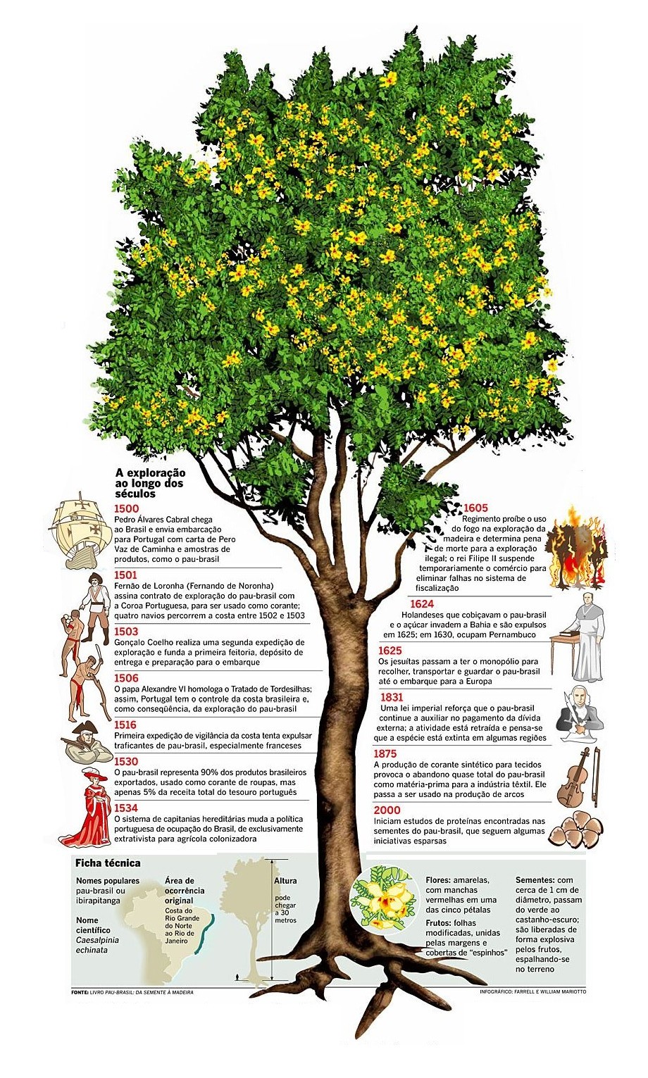 A história da exploração do Pau-Brasil