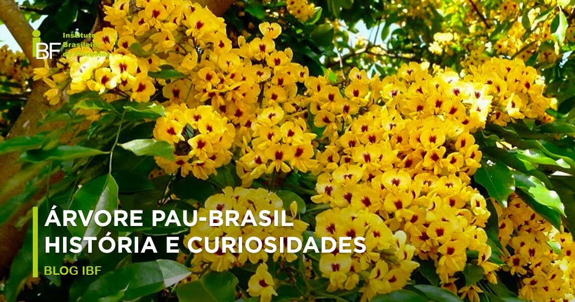 A diferença entre a árvore símbolo e a flor símbolo do Brasil